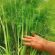 Fennel Seed (Foeniculum vulgare) (4kg per acre), image 