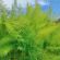 Fennel Seed (Foeniculum vulgare) (4kg per acre), image 