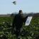 High Flyer Kale Seed Mix (3kg per acre), image 