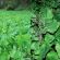 Kale Feeder Seed Mix (Kale / Carbon) (3kg per acre), image 