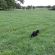 HM.26C Conqueror Long Term Grass Seed Mix with Clover (Acre Pack), image 