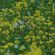 Weed Boss Seed Mix (5kg per acre), image 