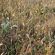 Partridge Cover Seed Mix (Fits AHL2 & AB9) (20kg per acre), image 