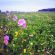 AHL1 / AB1 Pollen & Nectar (Nectar Flower) Seed Mix (Acre Pack) (SFI), image 