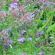 Brooder Seed Mix (7.5kg per acre), image 