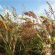 Niko Seed Mix (5kg per acre), image 