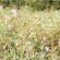 Fodder Radish / Oil Radish Seed (3kg per acre) (OP1), image 