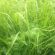 NZ Cool Graze Grass Seed Mix + Clover (Acre Pack), image 