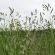 AB3 Beetle Bank Grass Seed Mix (8kg per acre), image 