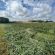 HM.10 Short Term Hi Pro-Red Grass Seed Mix (Acre Pack), image 