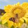 Peredovic Sunflower Seed (5kg per acre), image 