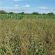 The Syndicate Seed Mix (5kg per acre), image 