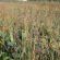 Up & Over Seed Mix (10kg per acre), image 