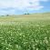 NUM2 Viking White Clover Seed Mix (Acre Pack) (SFI), image 