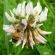 NUM2 Canterbury White Clover Seed Mix (Acre Pack) (SFI), image 