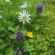 P8 Flowering Lawn Wildflower Seed Mix 100%, image 