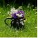 P8 Flowering Lawn Wildflower Seed Mix 100%, image 