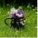 P8 Flowering Lawn Wildflower & Grass Seed Mix 80:20, image 