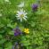 P8 Flowering Lawn Wildflower & Grass Seed Mix 80:20, image 