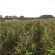 Wind Break Seed Mix (9.5kg per acre), image 