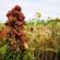 AHL2 / AB9 2 Year Winter Bird Food Seed (Acre Pack) (SFI), image 