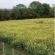 Biocarina Seed Mix (4kg per acre), image 