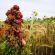 AHL2 / AB9 Autumn Sown Winter Bird Food Seed (Acre Pack) (SFI), image 