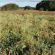 Rescue Seed Mix (5kg per acre), image 