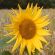 Superbird Seed Mix (20kg per acre), image 