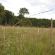 EuroNetz Wild boar netting, White 75/1-14/W-50m, image 