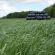 HM.14 Hybrid Power Grass Seed Mix (Acre Pack) (GS3), image 