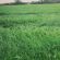 HM.26C Conqueror Long Term Grass Seed Mix with Clover (Acre Pack), image 