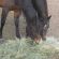 HM.34 Premium Hay Maker Grass Seed Mix (Acre Pack) - 14kg, image 