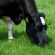HM.35 Swardster High Sugar Long Term Grass Seed Mix (Acre Pack) - 14kg, image 