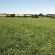 HM.14C Hybrid Power + Clover Grass Seed Mix (Acre Pack), image 