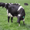 NZ Cool Graze Grass Seed Mix (Acre Pack), image 