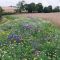 IMP2 / AB8 Flower Rich Margins Seed (Acre Pack) (SFI), image 