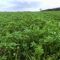 SAM2 Black Grass Terminator Cover Crop Seed (Acre Pack) (SFI), image 