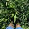 SAM3 / GS4 HM.28 Heavy Land Herbal Ley Grass Seed (Acre Pack) (SFI), image 