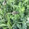 SAM3 / GS4 HM.43 Herb & Legume Overseeding (No Grass) (Acre Pack) (SFI), image 
