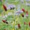 SAM2 Grazable Cover Crop Seed (Acre Pack) (SFI), image 