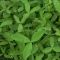 IMP3 OSR Shielding Seed (Acre Pack) (SFI), image 