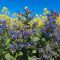 Borage Seed (5kg per acre), image 