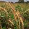 12 Bore Seed Mix (16kg per acre), image 