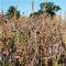 Both Barrels Seed Mix (3kg per acre), image 