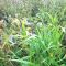 Bushy Seed Mix (11kg per acre), image 