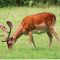 Deer Pasture Seed Mix (14kg per acre), image 