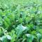 Flying Start Seed Mix (4kg per acre), image 