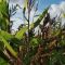 Eclipse Seed Mix (12kg per acre), image 