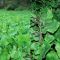 Kale Feeder Seed Mix (Kale / Carbon) (3kg per acre), image 